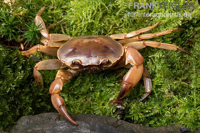 Goldene Süßwasserkrabbe, Parathelphusa sarasinorum, Zufällig ausgewählt