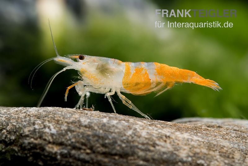 Yellow Jade Rili Shrimp, Neocaridina davidi