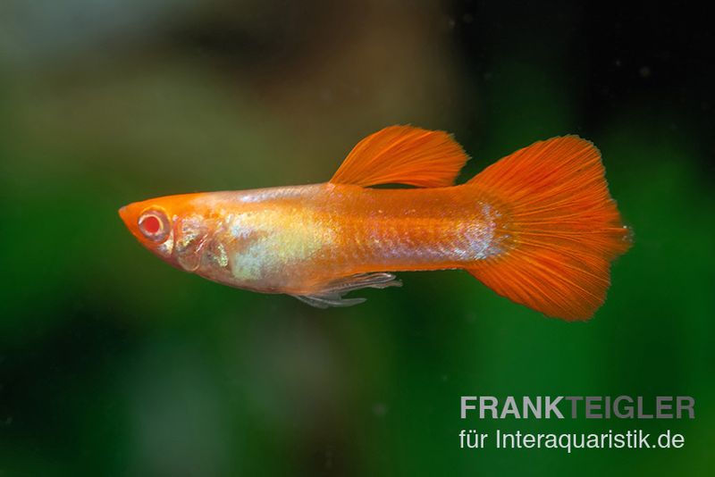 Albino Koi Guppy, Poecilia reticulata, Männchen