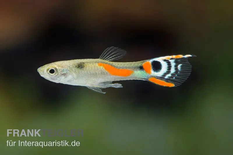 White Peacock Endler Guppy, Poecilia wingei "White Peacock", DNZ, paarweise