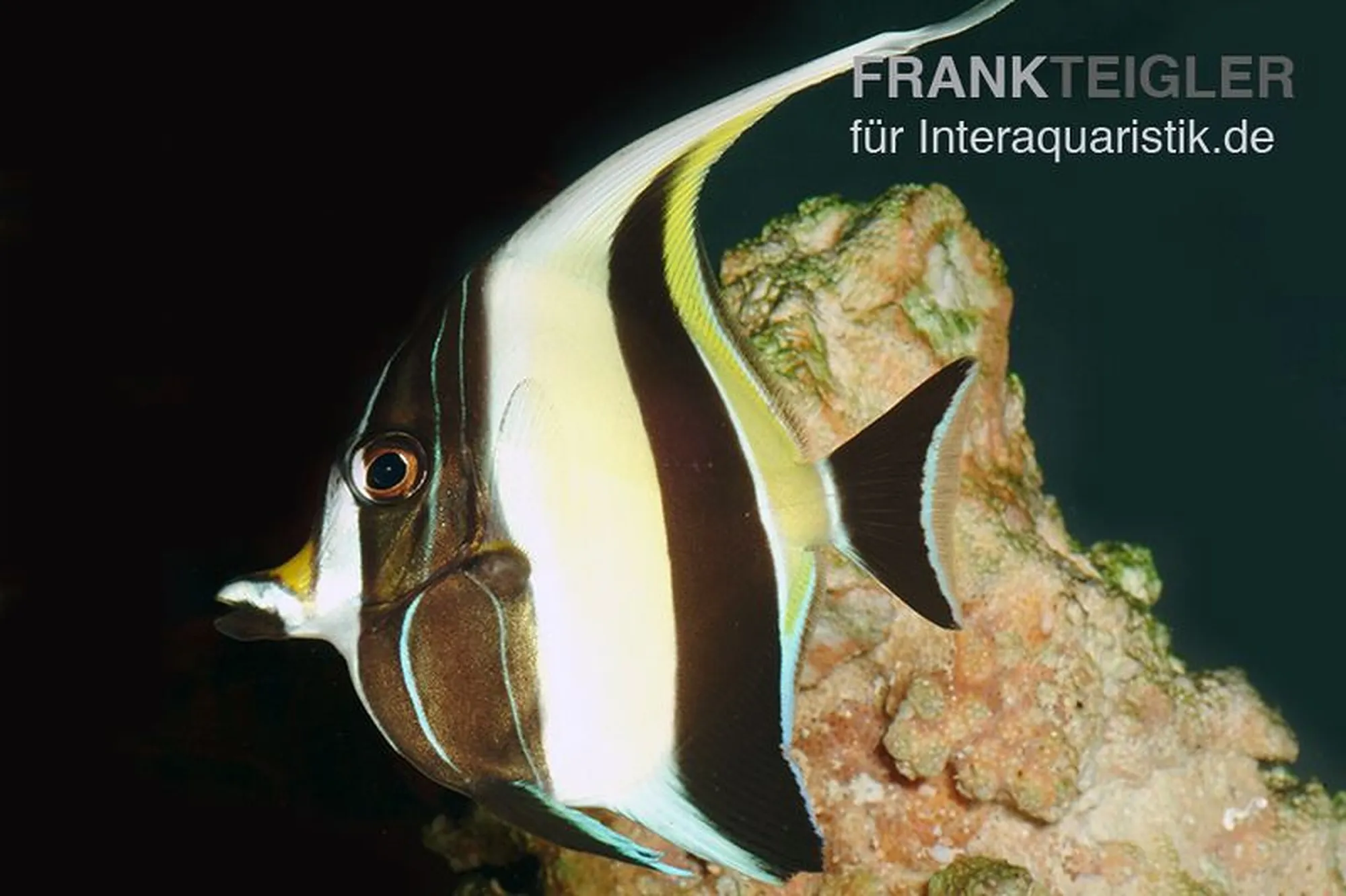 Halfterfisch, Zanclus cornutus
