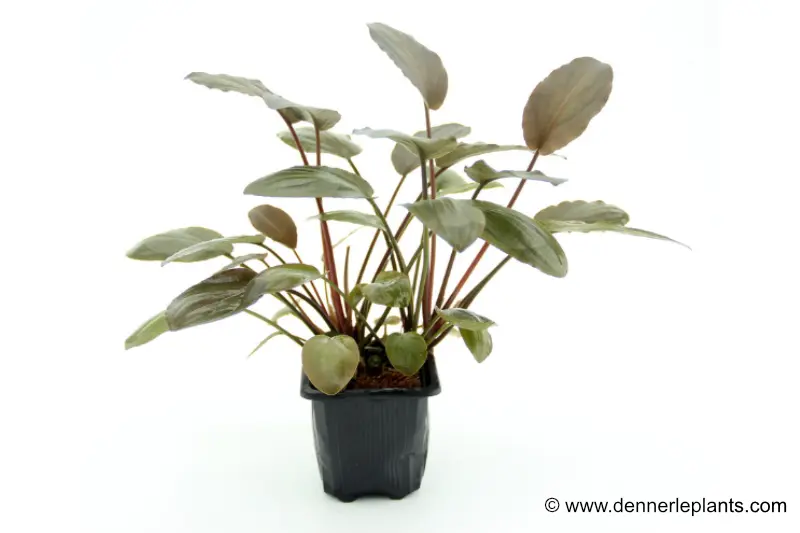 Meebolds Lagenandra, Lagenandra meeboldii "Rot", XL-Topf, Mutterpflanze