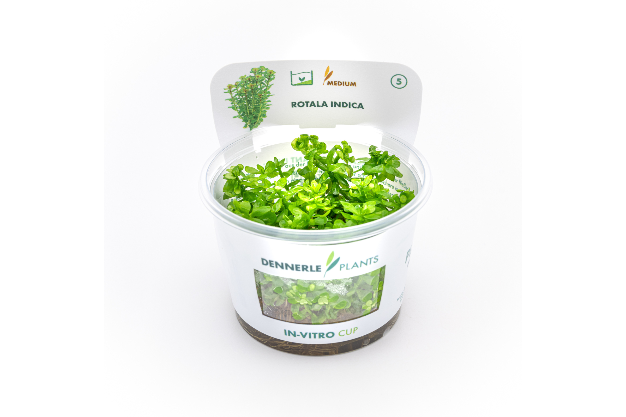 Indische Rotala, Rotala indica/Rotala bonsai, In Vitro