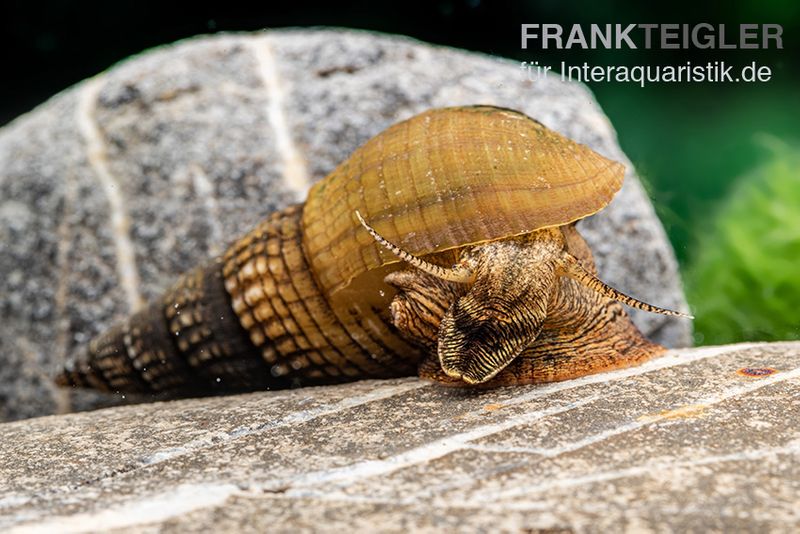 Marmor-Turmdeckelschnecke, Tarebia sp. marble