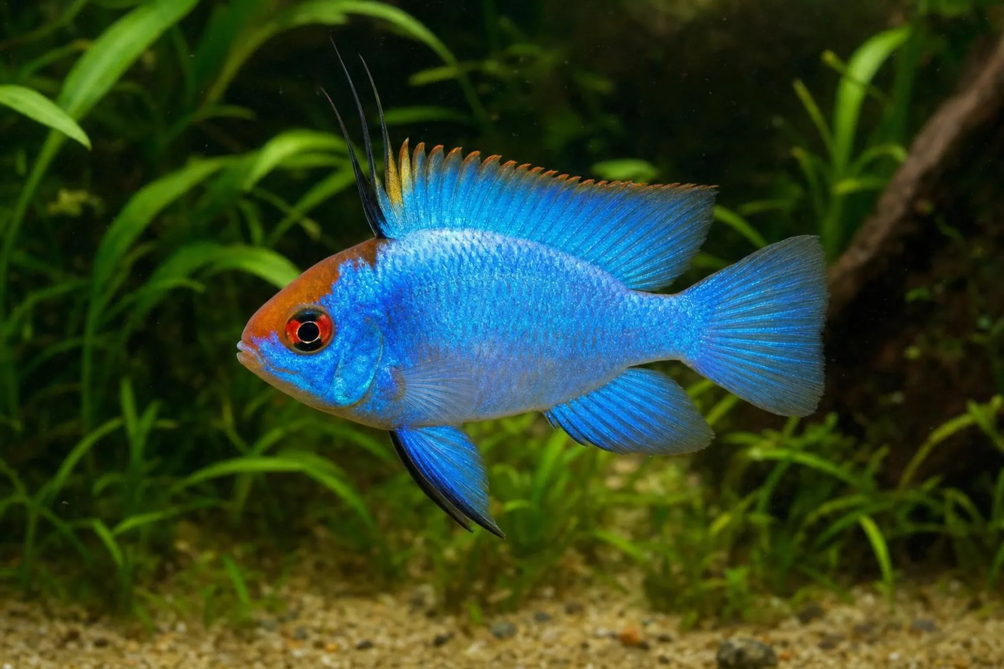 Schmetterlingsbuntbarsch „Electric Blue Red Head“, Mikrogeophagus ramirezi