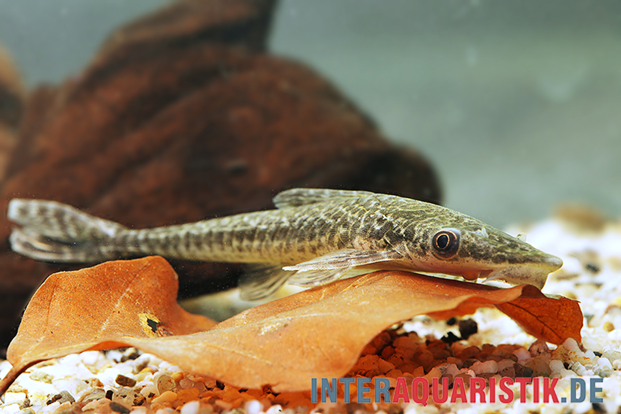 Riesen-Otocinclus, Oxyropsis acutirostris