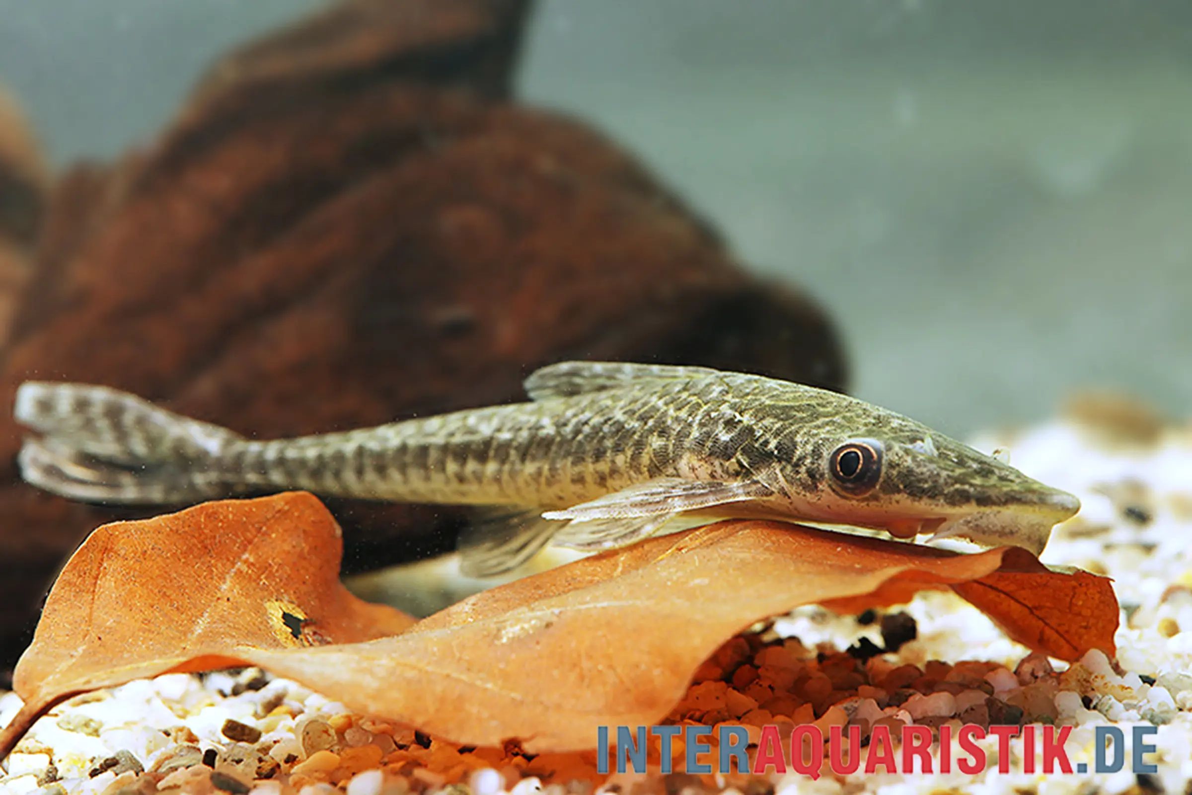 Riesen-Otocinclus, Oxyropsis acutirostris