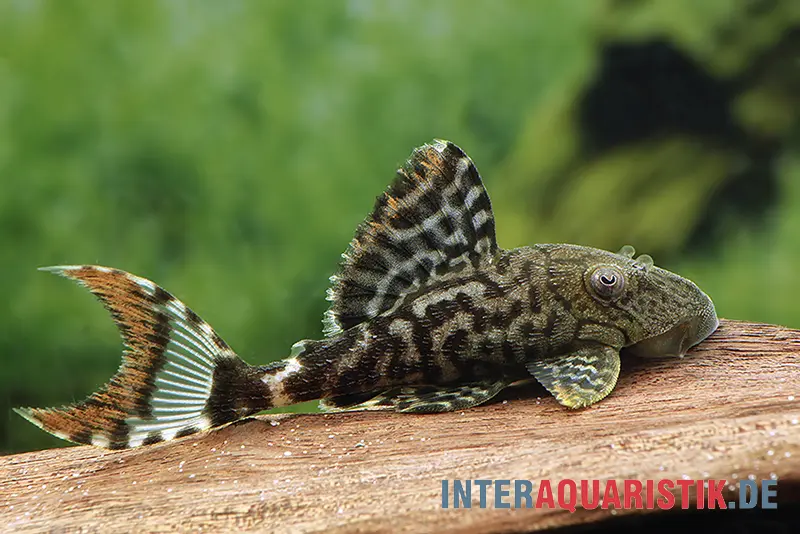 Dunkelbrauner Riesenharnischwels, L203, Panaque schaeferi