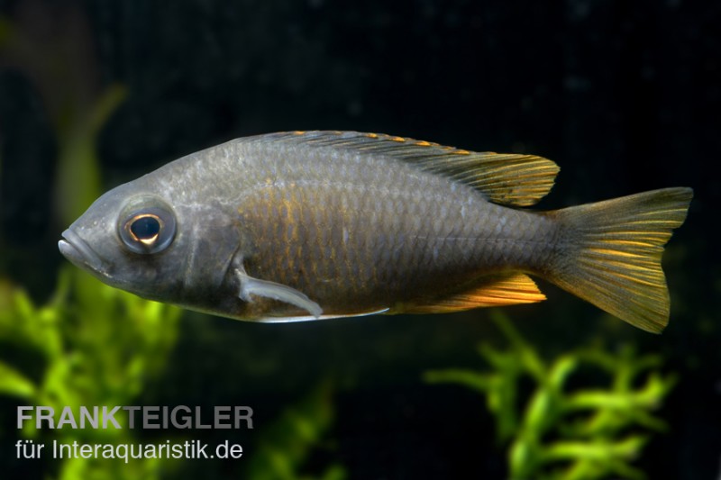 Kadango-Cichlide, Copadichromis borleyi "Kadango Red Fin", DNZ