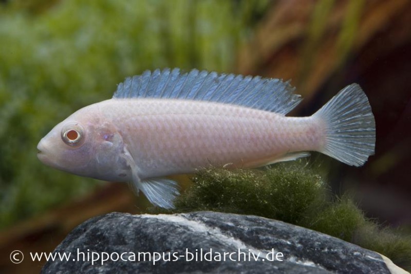 Snow White Cichlid, Pseudotropheus socolofi WHITE