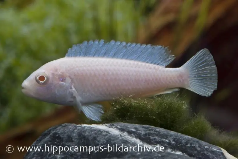 Snow White Cichlid, Pseudotropheus socolofi Snow white