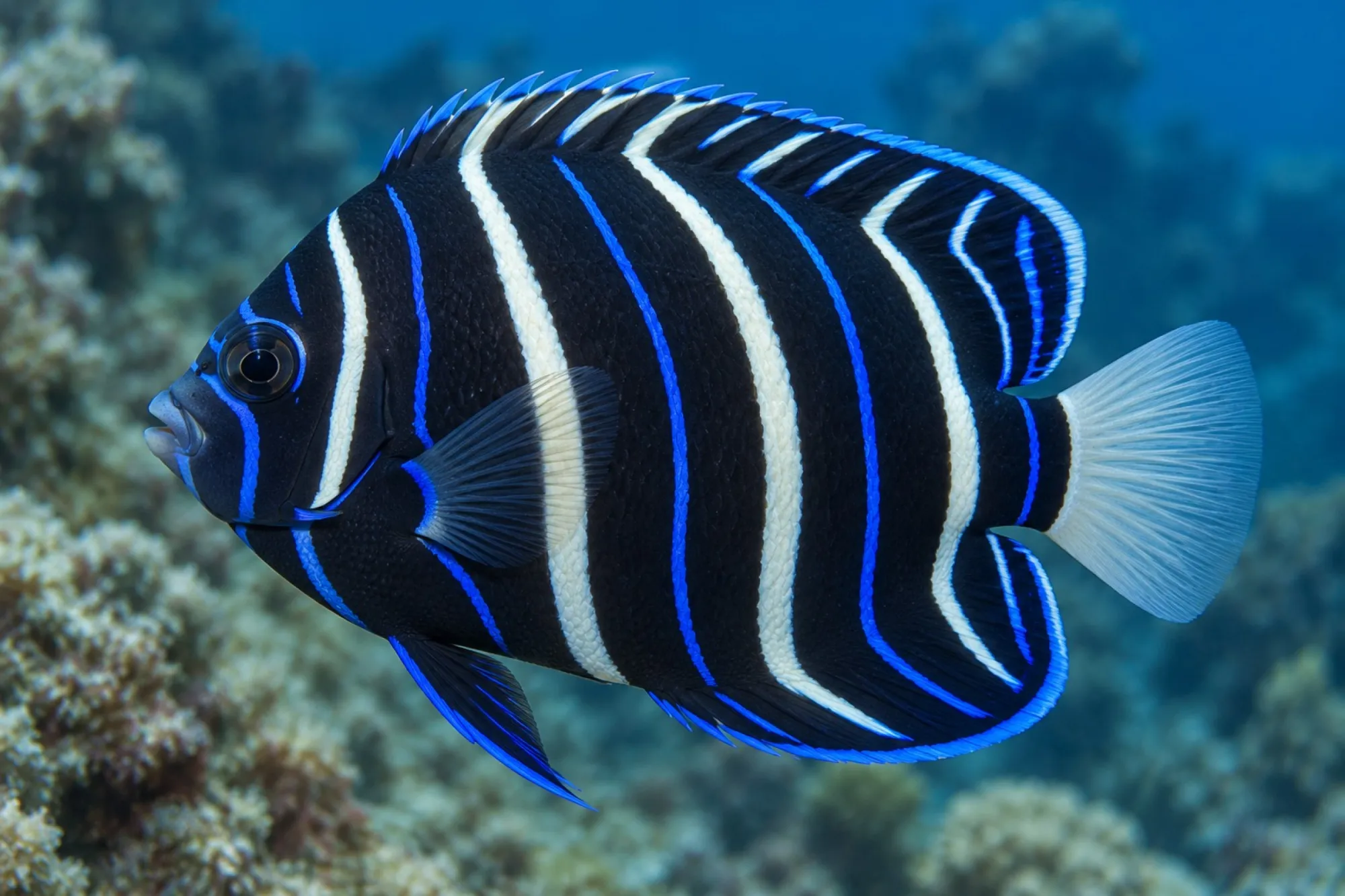 Ringkaiserfisch, Pomacanthus annularis