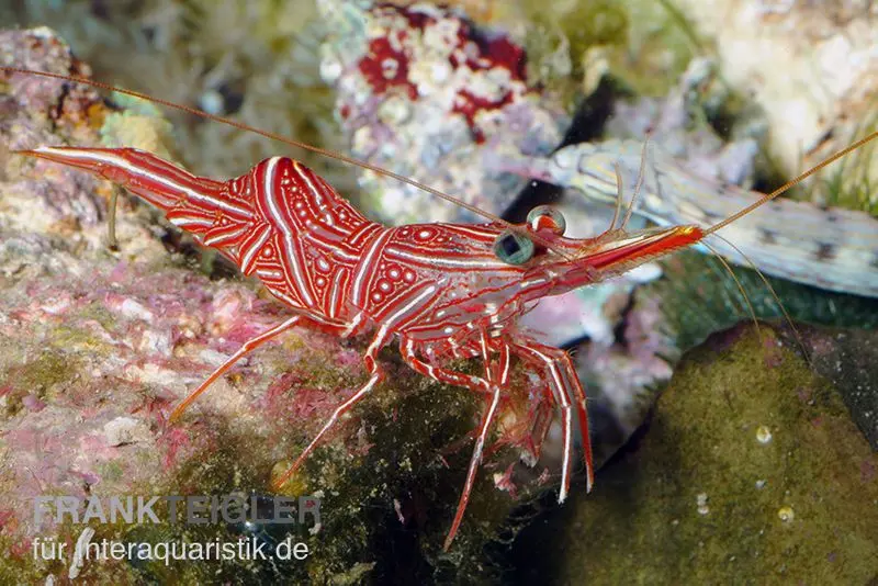 Durban-Tanzgarnele, Rhynchocinetes durbanensis
