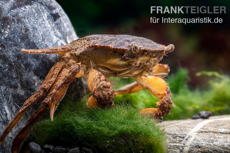 Fluss-Schwimmkrabbe, Varuna litterata, Zufällig ausgewählt