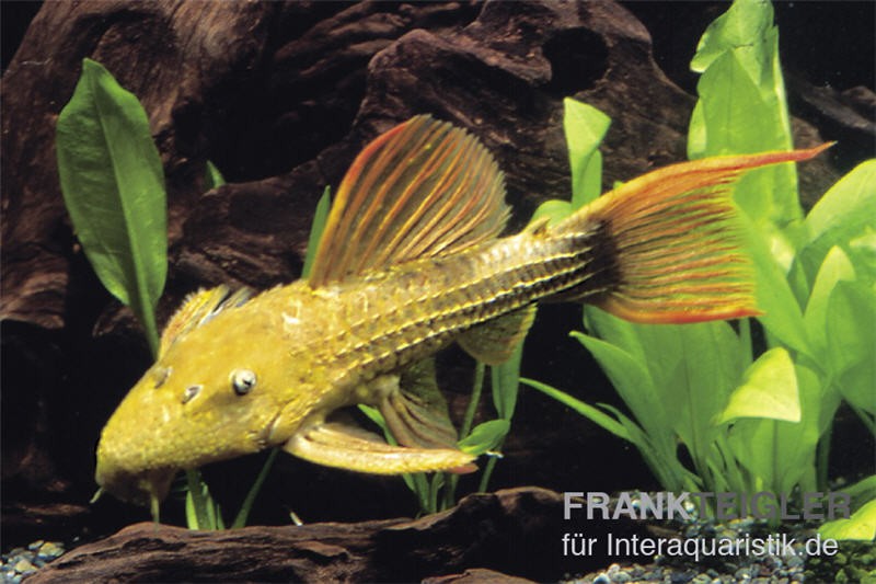 Rotflossen-Kaktuswels, L 24, Pseudacanthicus cf serratus, 8-10 cm