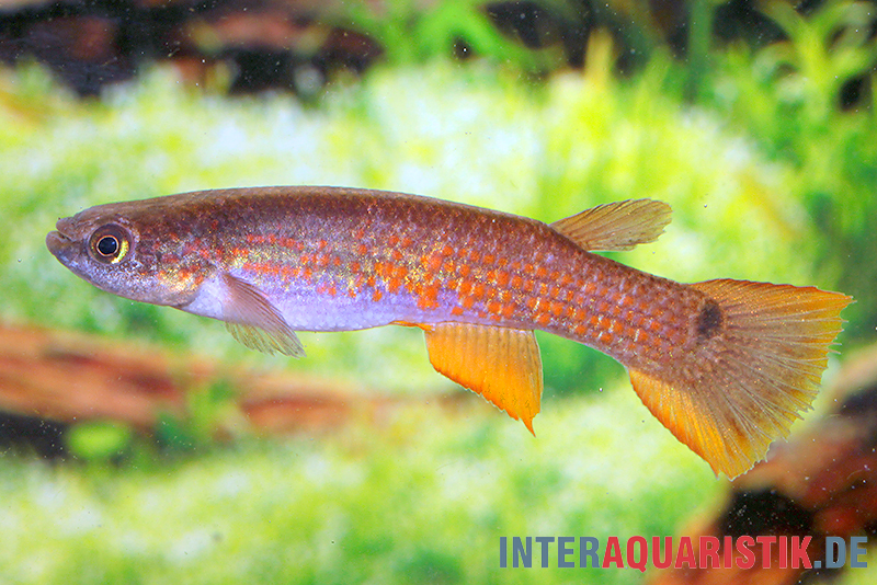 Rectocaudatus-Killifisch, Laimosemion rectocaudatus