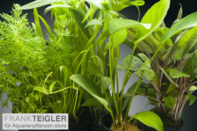 AquarienpflanzenSet Congo, 5 Töpfe, online kaufen