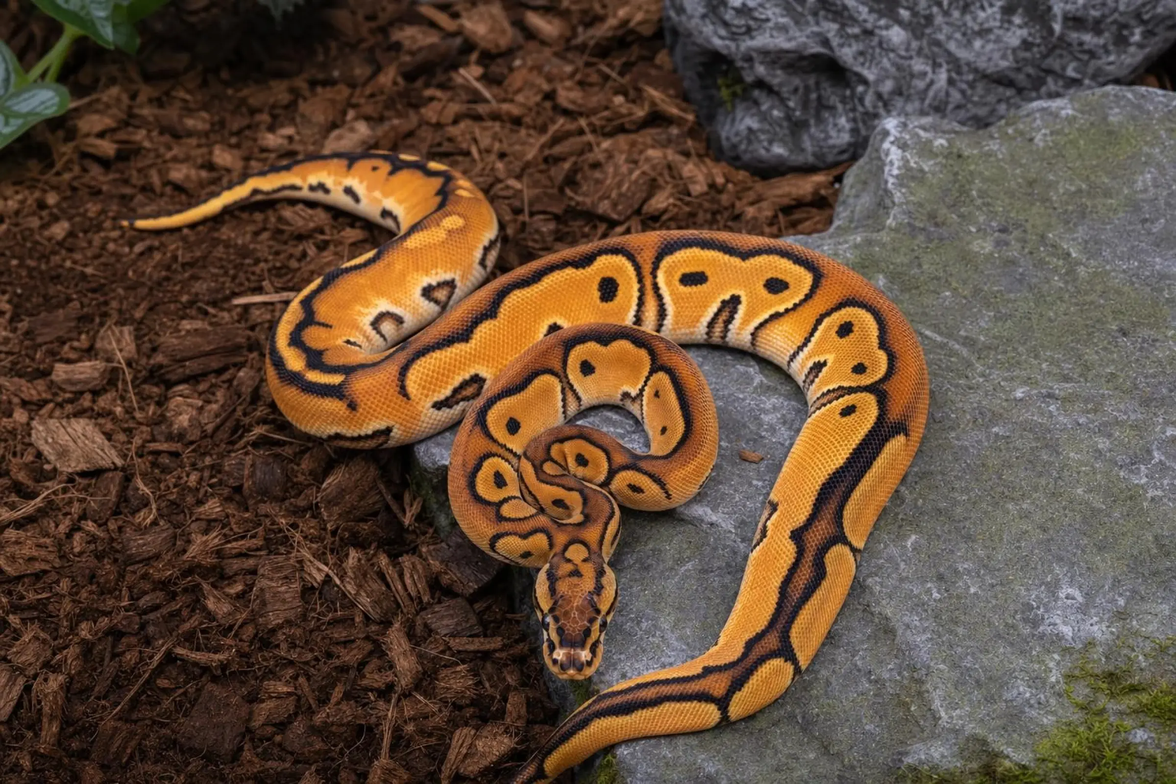Orange-Dream-Clown-Königspython, Python regius