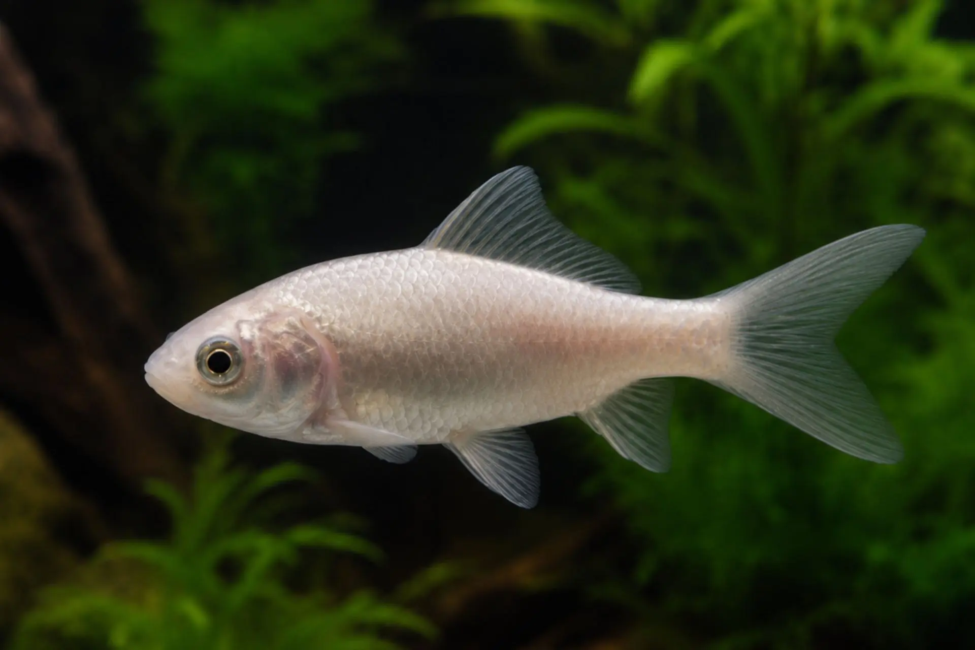 Goldfisch Komet weiß (Carassius auratus) seitliche Aufnahme im Aquarium/Gartenteich, eleganter weißer Komet mit langen Flossen und deutlicher Schuppenstruktur; idealer winterharter Kaltwasserfisch in verschiedenen Größen