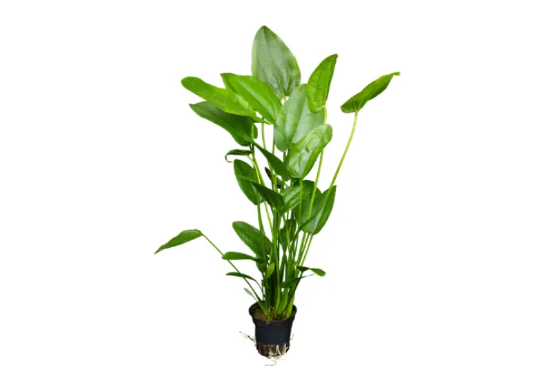 Herzblättrige Schwertpflanze, Echinodorus cordifolius (fluitans), im Topf