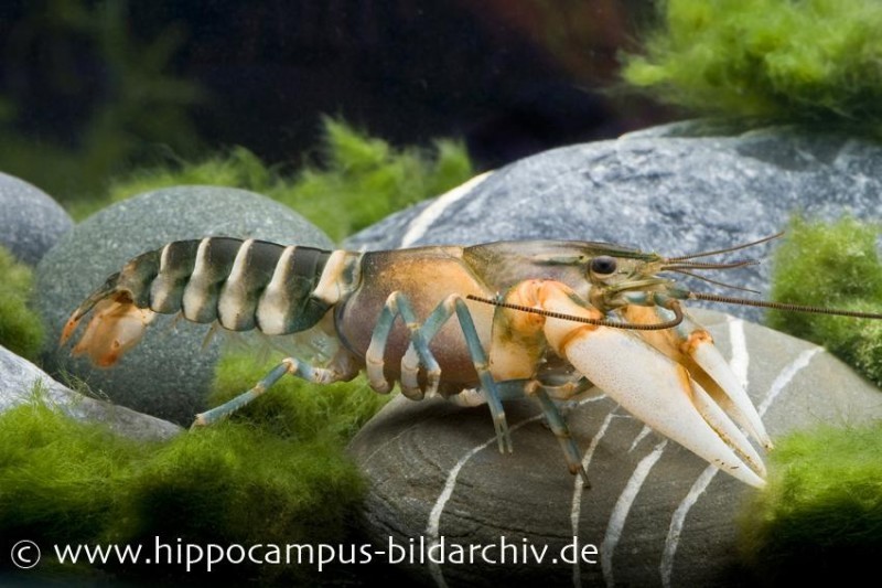 Tigerkrebs, Cherax peknyi