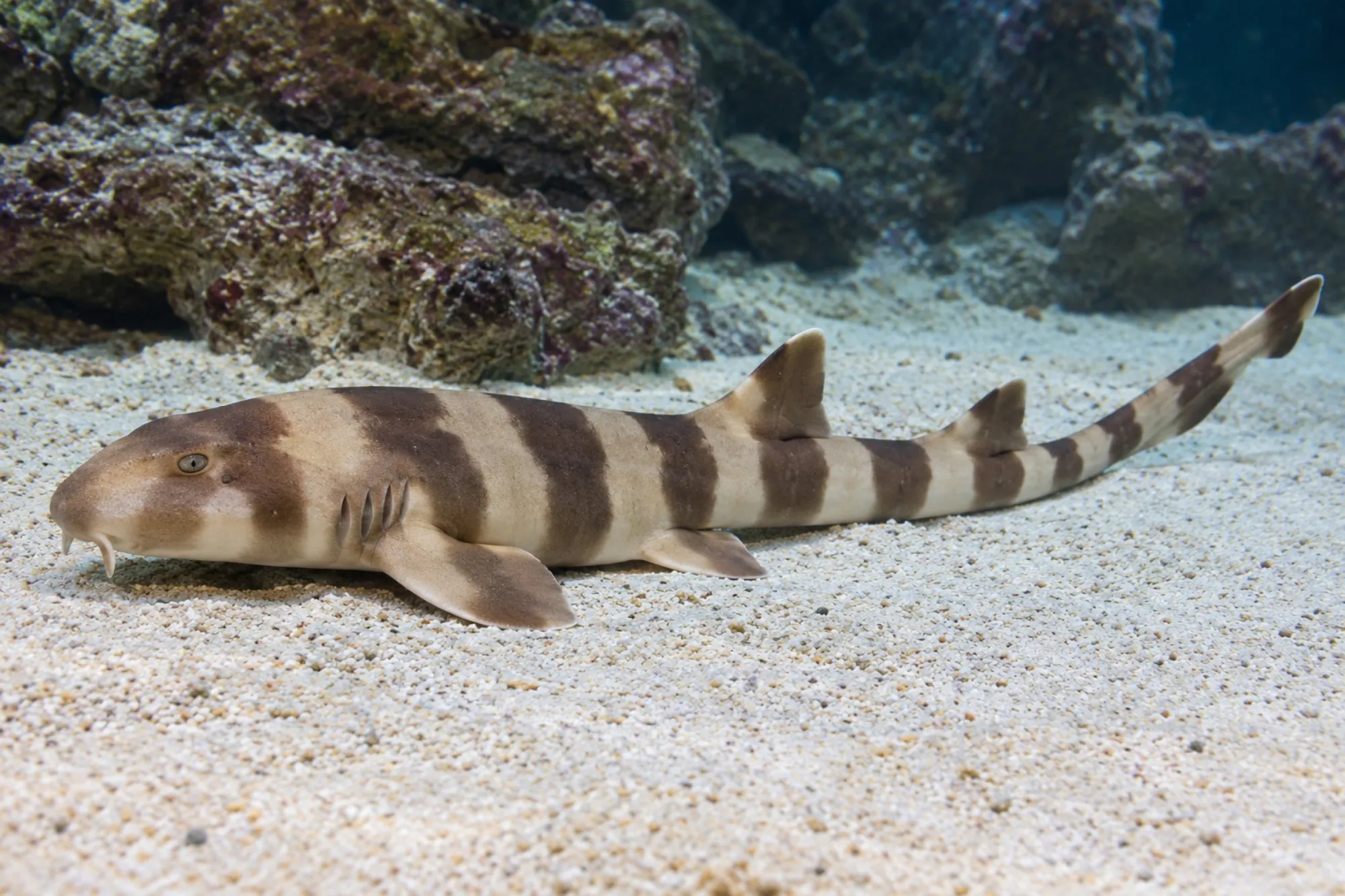 Braungebänderter Bambushai, Chiloscyllium punctatum