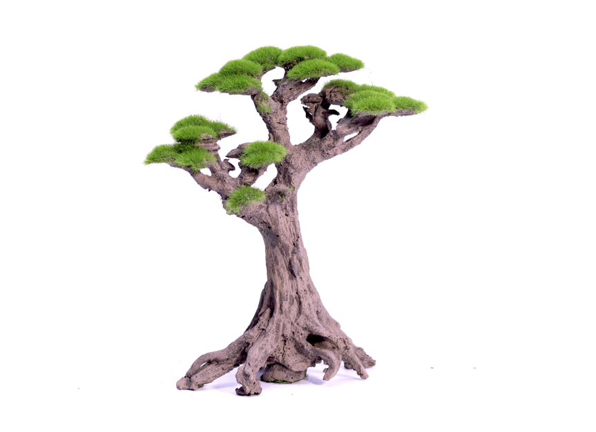 Bonsai-Baum mit knorrigem Stamm und grünen Polstern