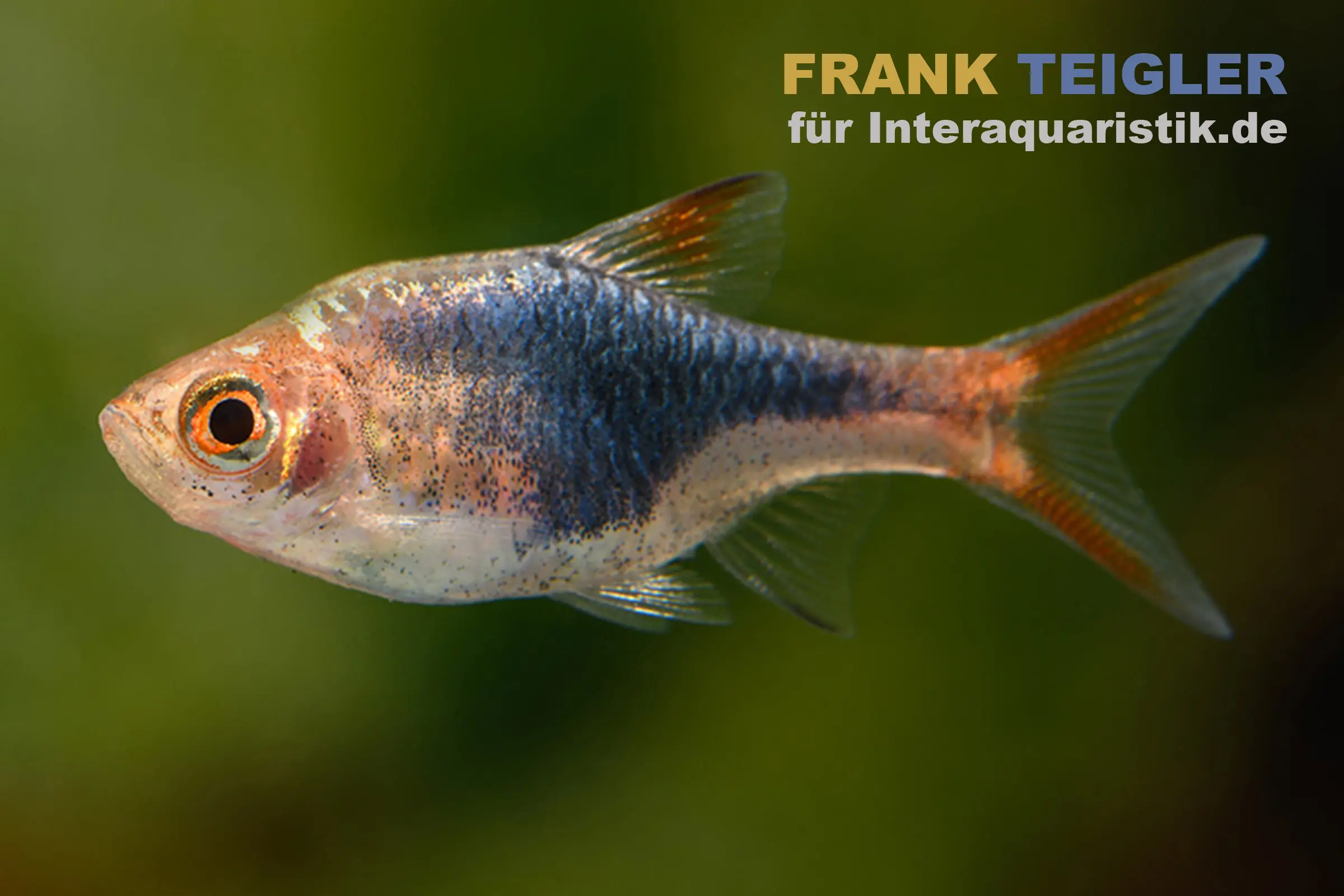 Nahaufnahme bunter Aquarienfisch vor grünem Hintergrund
