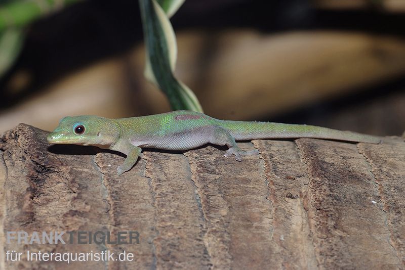 Goldstaub Taggecko, Phelsuma laticauda