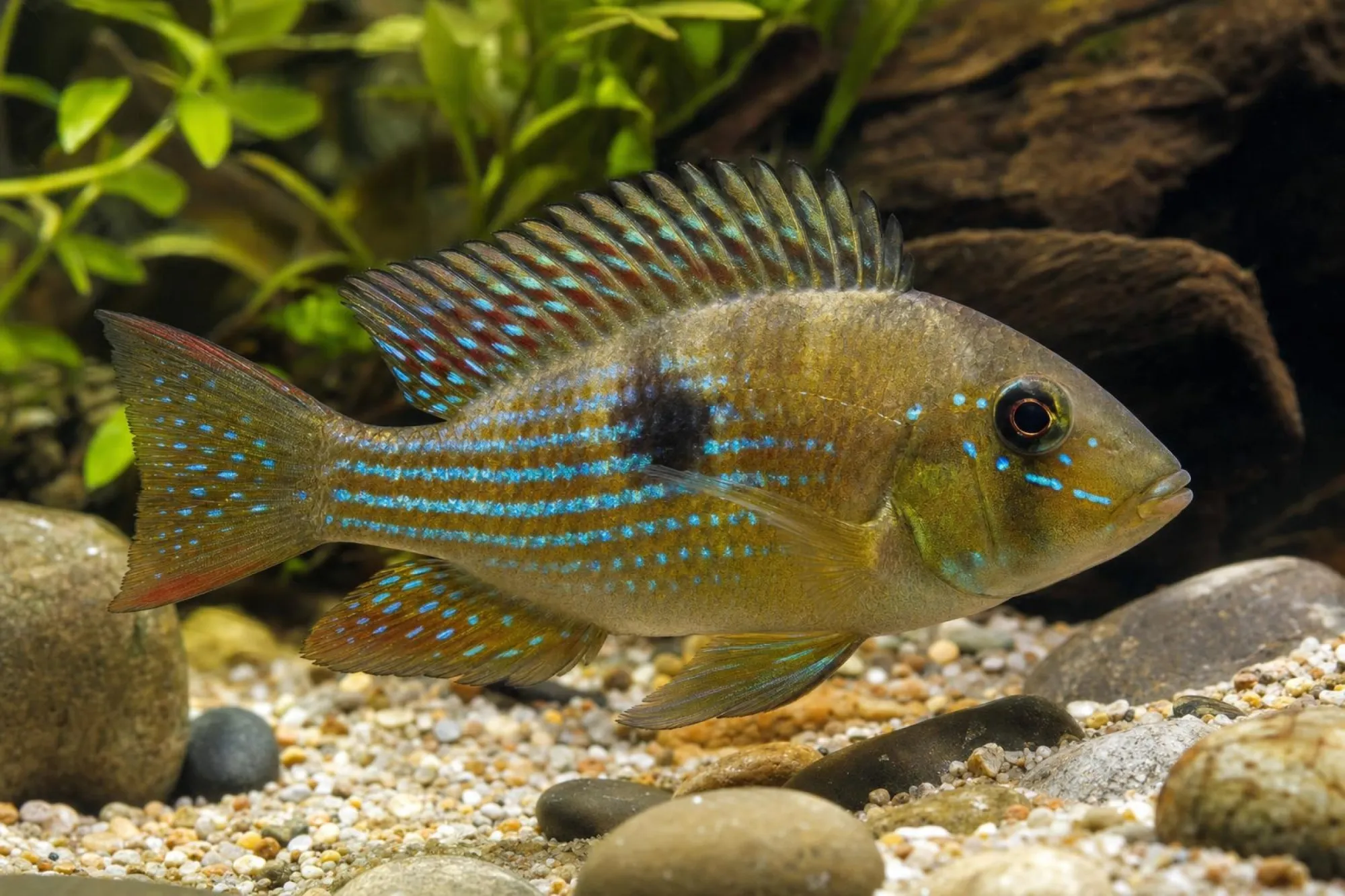 Tierra-Purpúrea-Erdfresser, Gymnogeophagus terrapurpura