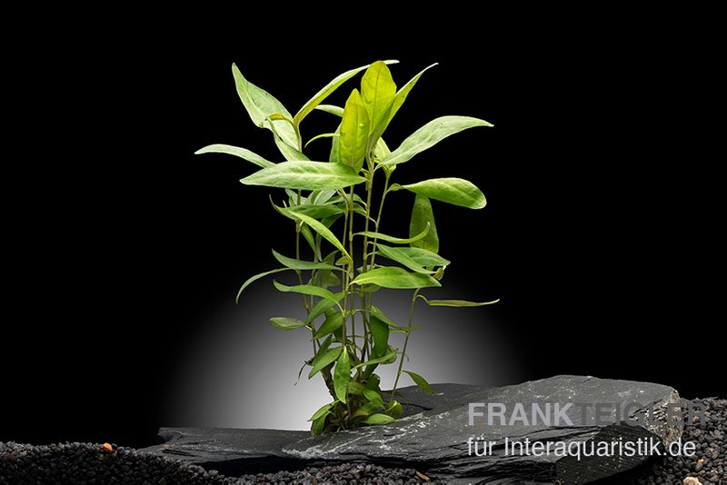Dunkelroter Wasserknöterich, Persicaria sp. "Sao Paulo", im Topf