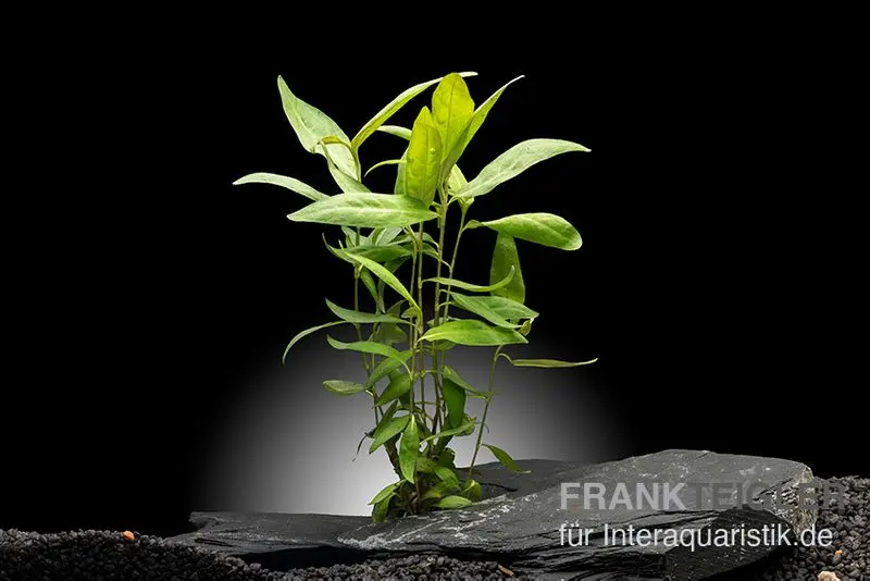 Dunkelroter Wasserknöterich, Persicaria sp. "Sao Paulo", im Topf