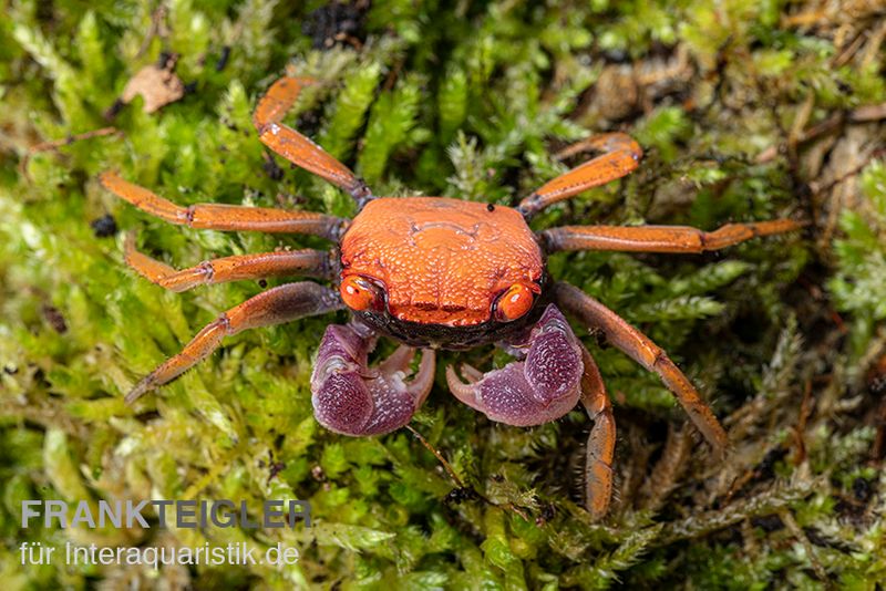 Disco-Vampirkrabbe, Geosesarma tiomanicum, Paar (1 Männchen + 1 Weibchen)