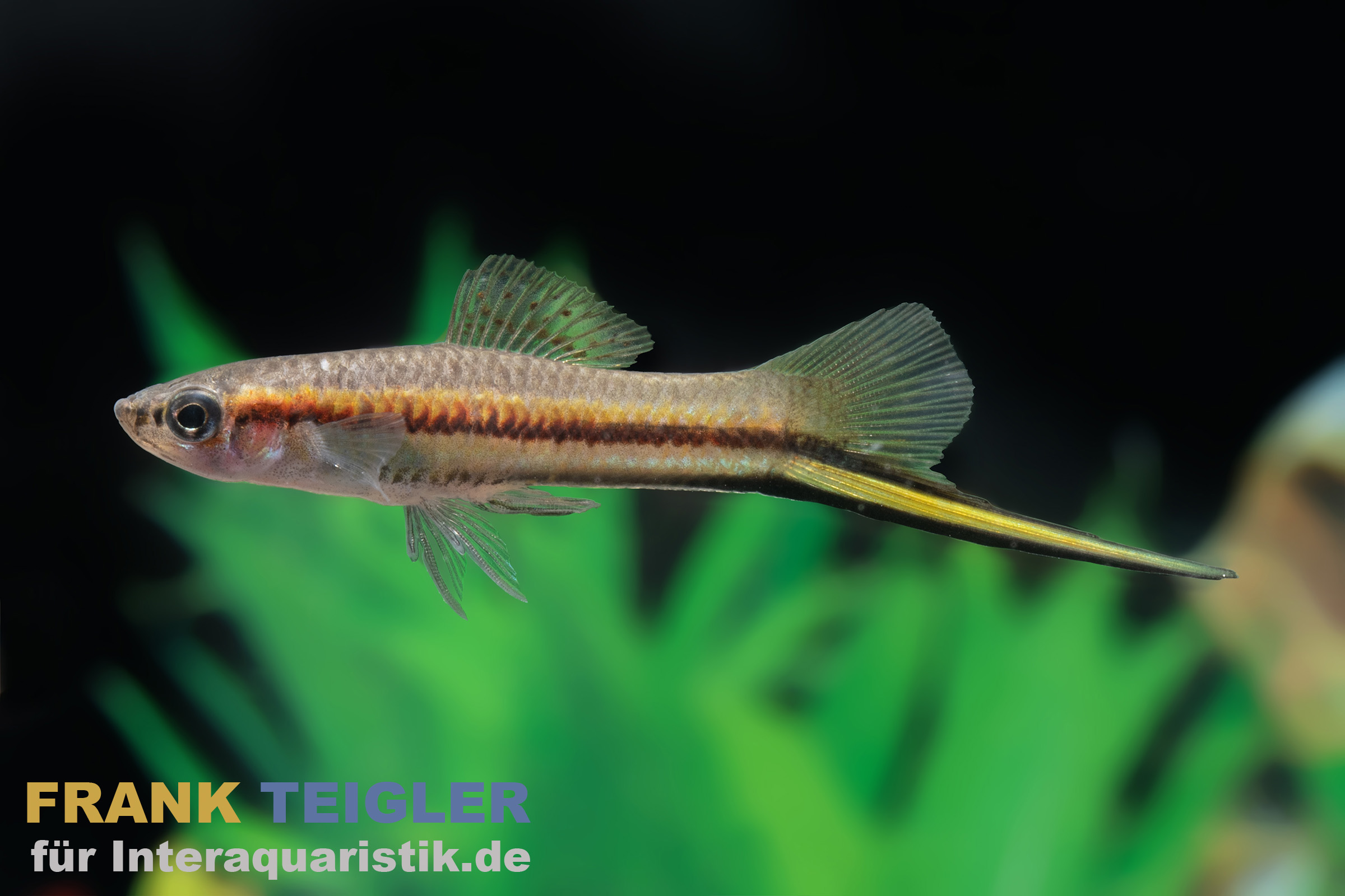 Rio Jalapa-Schwertträger, Xiphophorus hellerii rio jalapa