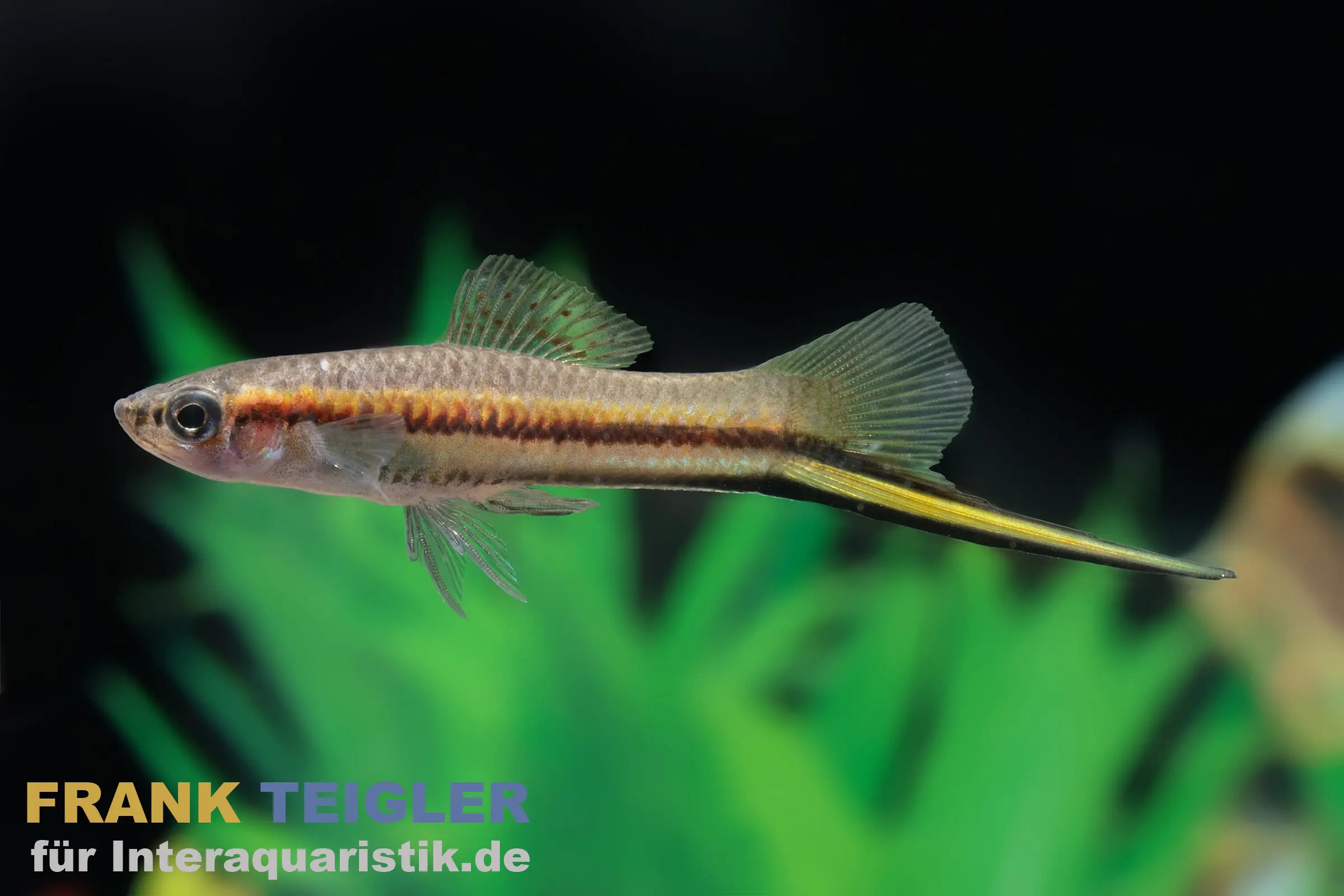 Rio Jalapa-Schwertträger, Xiphophorus hellerii rio jalapa