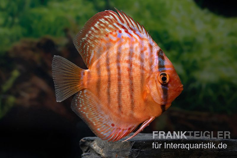 Diskusfisch ASIA-NZ, Symphysodon discus Super turquoise (Purple turquoise), 2 Zoll, 5-6 cm