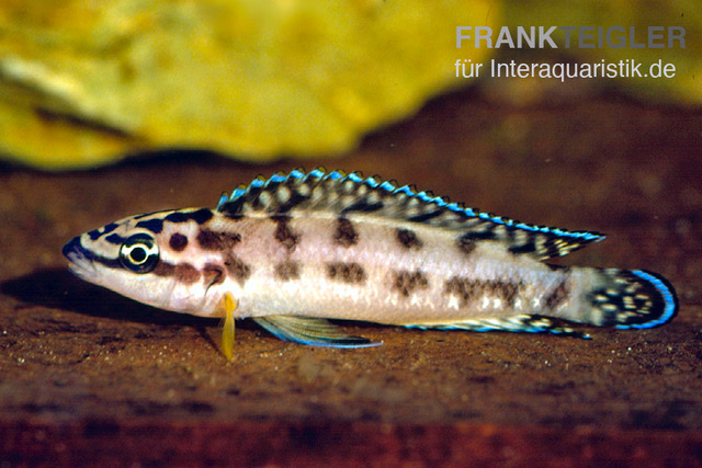 Schwarzweißer Schlankcichlide, Julidochromis transcriptus gombe
