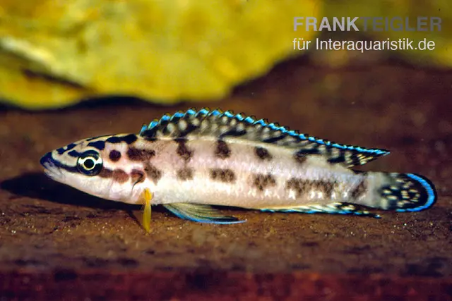 Schwarzweißer Schlankcichlide, Julidochromis transcriptus gombe, 3-5 cm