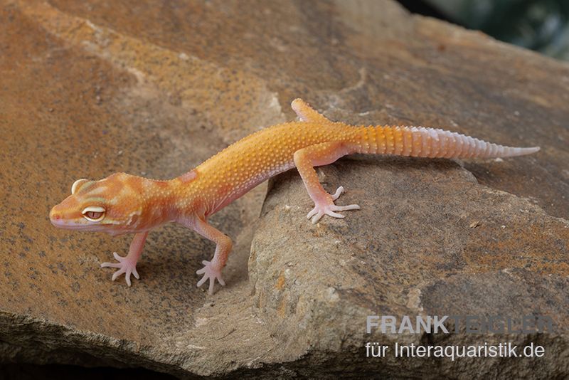 Leopardgecko, Eublepharis macularius, RADAR