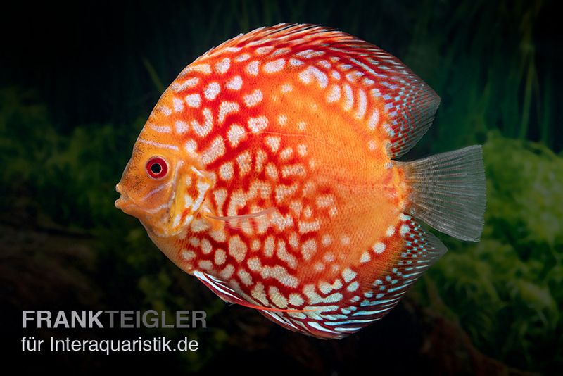 Diskusfisch ASIA-NZ, Symphysodon discus Red Magic, 2 Zoll, 5-6 cm