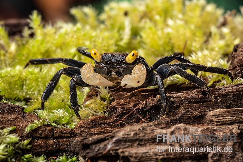 Gelbaugen-Vampirkrabbe, Geosesarma sp. "Yellow Eye" , Trio (1 Männchen + 2 Weibchen)