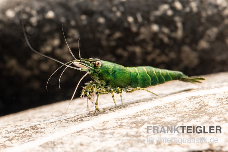 Dark Green Shrimp, Neocaridina denticulata