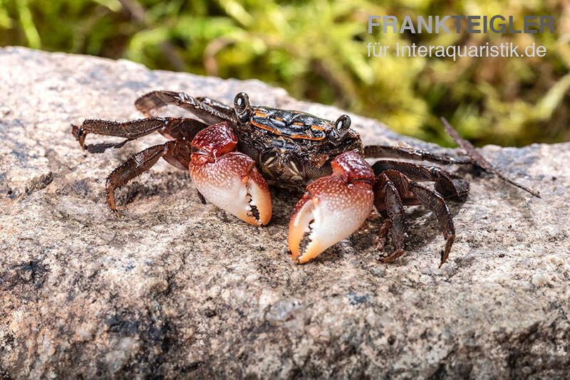 Rainbow Mangrovenkrabbe, Pseudosesarma sp., Paar (1 Männchen + 1 Weibchen)