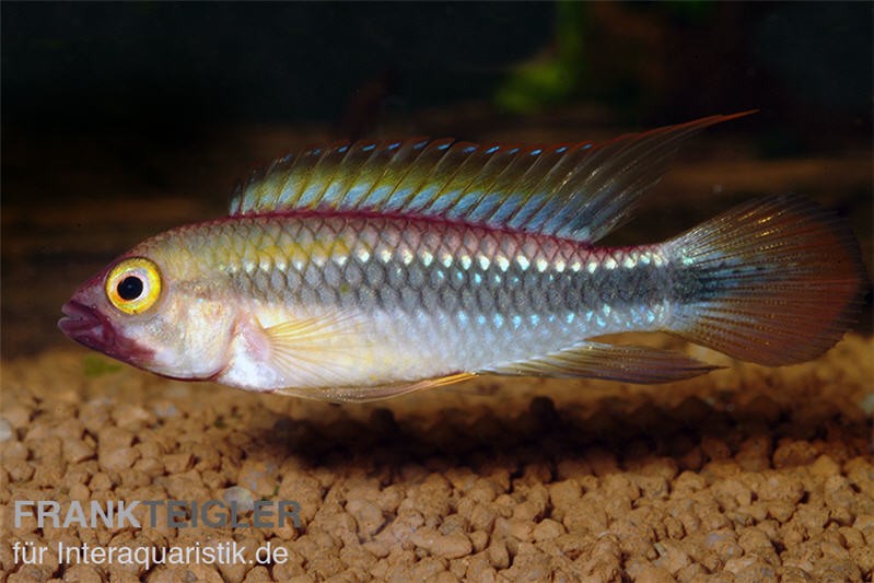 Wilhelmi Zwergbuntbarsch, Apistogramma sp. wilhelmi