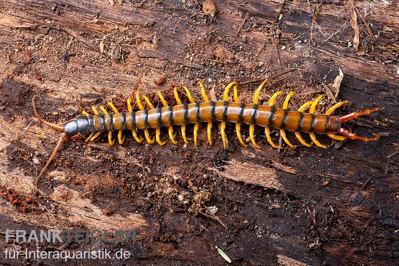 Trigonopodus-Hundertfüßer, Ethmostigmus trigonopodus Niger, Gelb