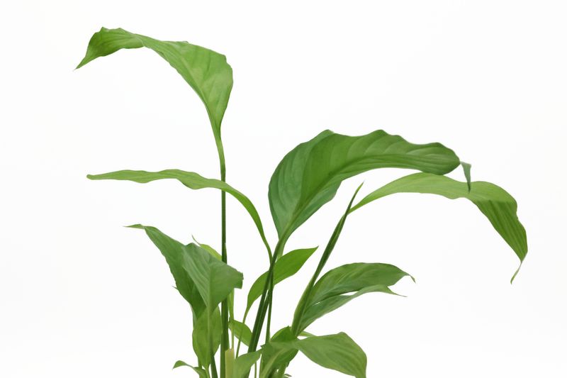 Einblatt, Spathiphyllum wallisii (Terrariumpflanze), XL-Pflanze, Mutterpflanze