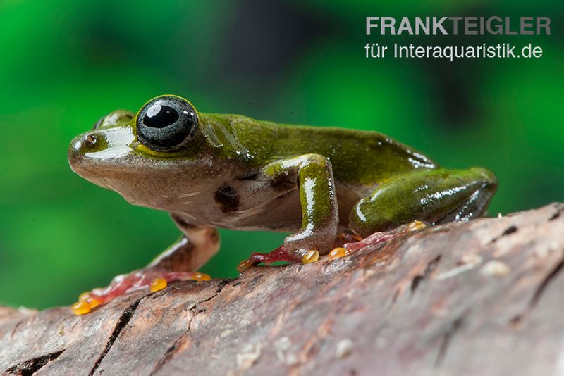 Grüner Riedfrosch, Hyperolius fusciventris