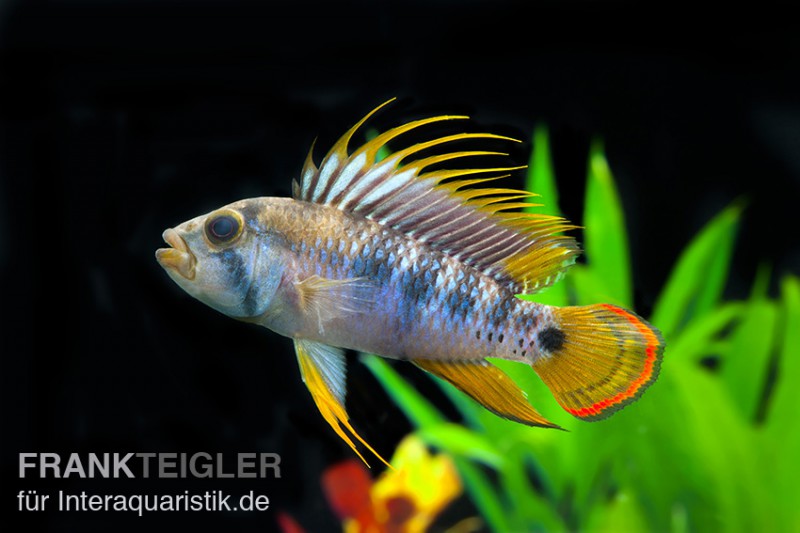 Apistogramma Inca Apistogramma baenschi „Inka“, Zwergbuntbarsch aus Peru kaufen