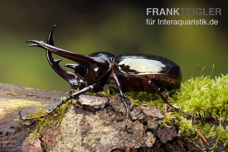 Caucasus-Käfer, Chalcosoma caucasus, weiblich