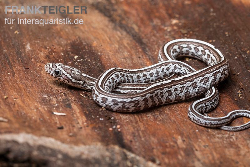 Kornnatter, Pantherophis guttatus GHOST TESSERA